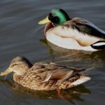 Snyd eller smart? Når krydsordsgenveje giver mening