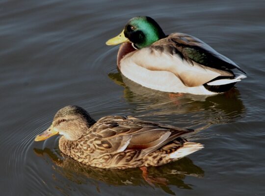 Snyd eller smart? Når krydsordsgenveje giver mening